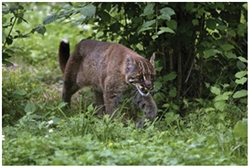 Asiatic Golden Cat