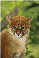 Jaguarundi