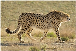 Asiatic Cheetah