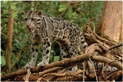 Sunda Clouded Leopard