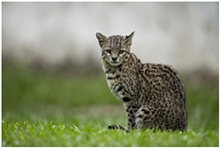 Geoffroy's Cat