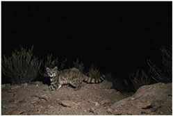 Andean Mountain Cat