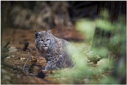 Bobcat