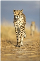 Northwest African Cheetah