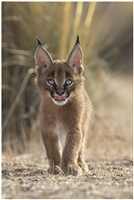 Caracal