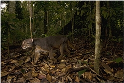 Borneo Bay Cat