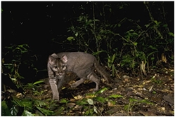 African Golden Cat