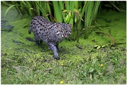 Fishing Cat