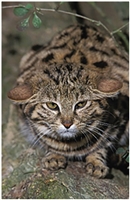 Black-footed Cat